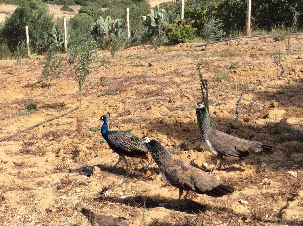 La Casa De Las Higueras Dar Karmus Tétouan Buitenkant foto
